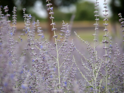 [A mulitude of lilac-colored small blooms on tall, thin stems creating a swath of purple.]